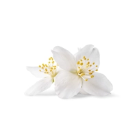 Jasmine