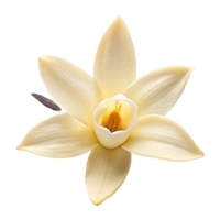Vanilla