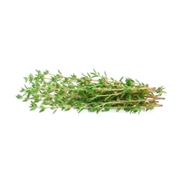  Thyme